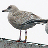 1cy argenteus in November, ringed in Belgium. (25637 bytes)